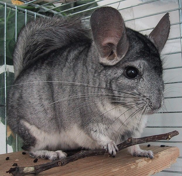 Physical Attributes - The Pet Chinchilla